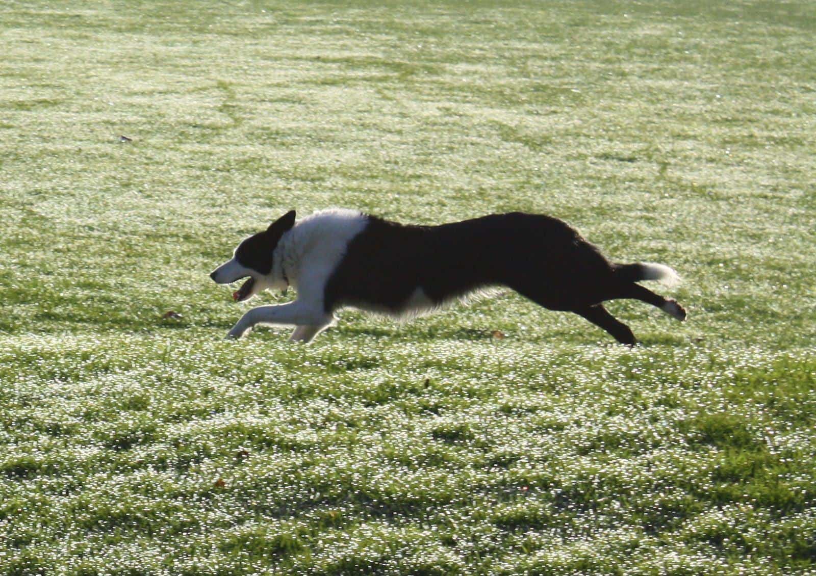 A border collie running across frosty grass