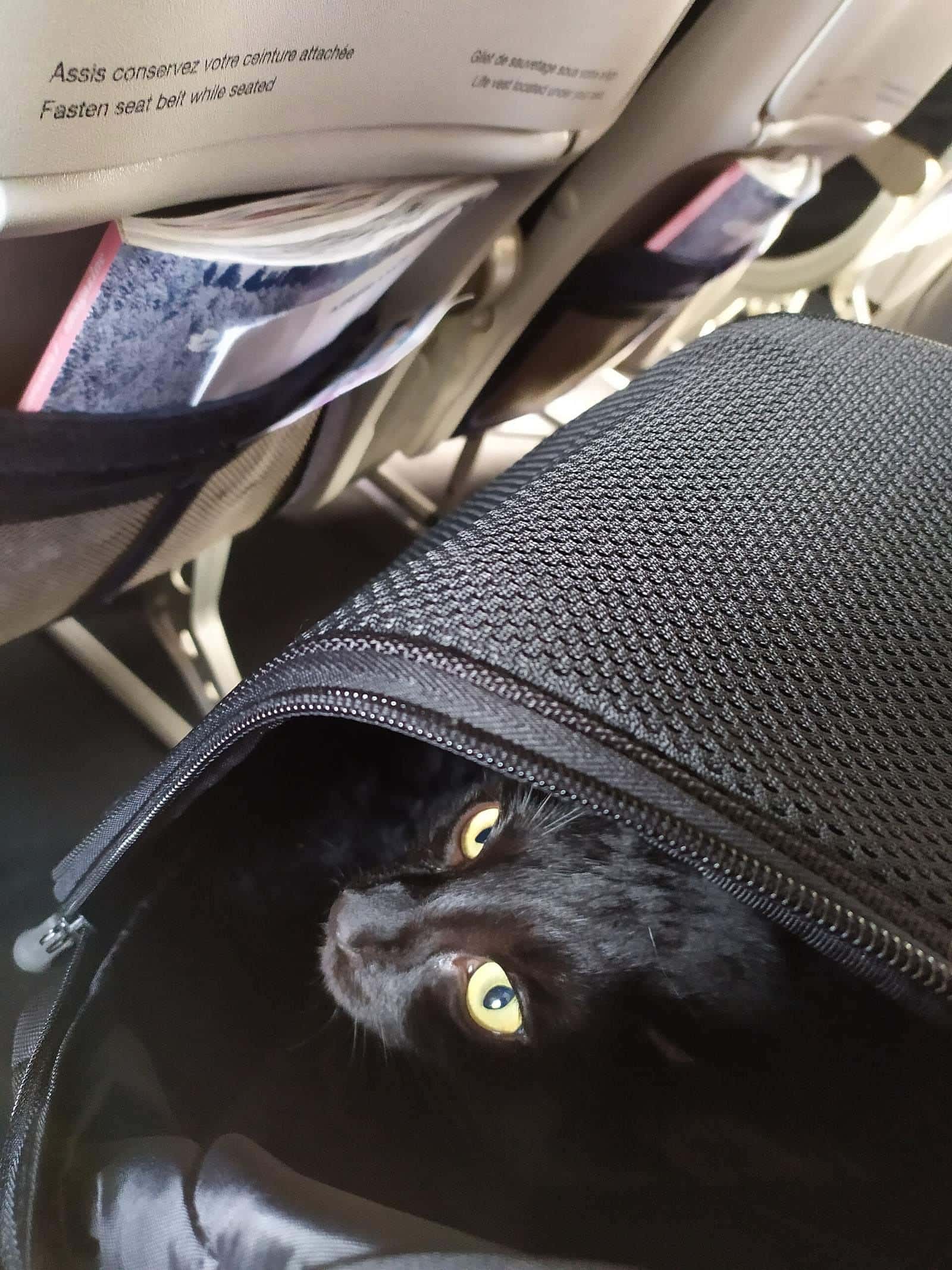 A cat in a pet carrier on an aircraft