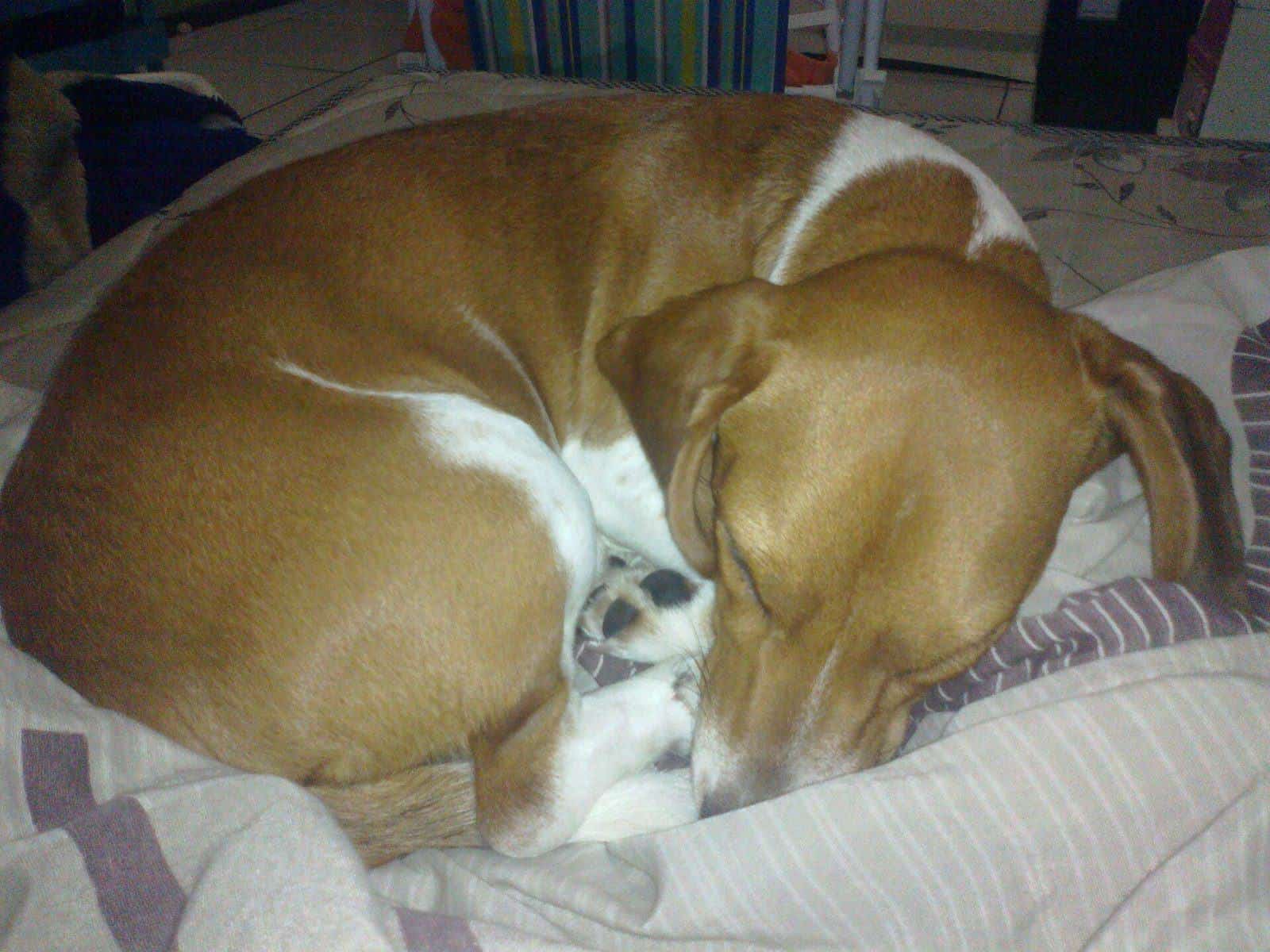 A beagle asleep on the floor