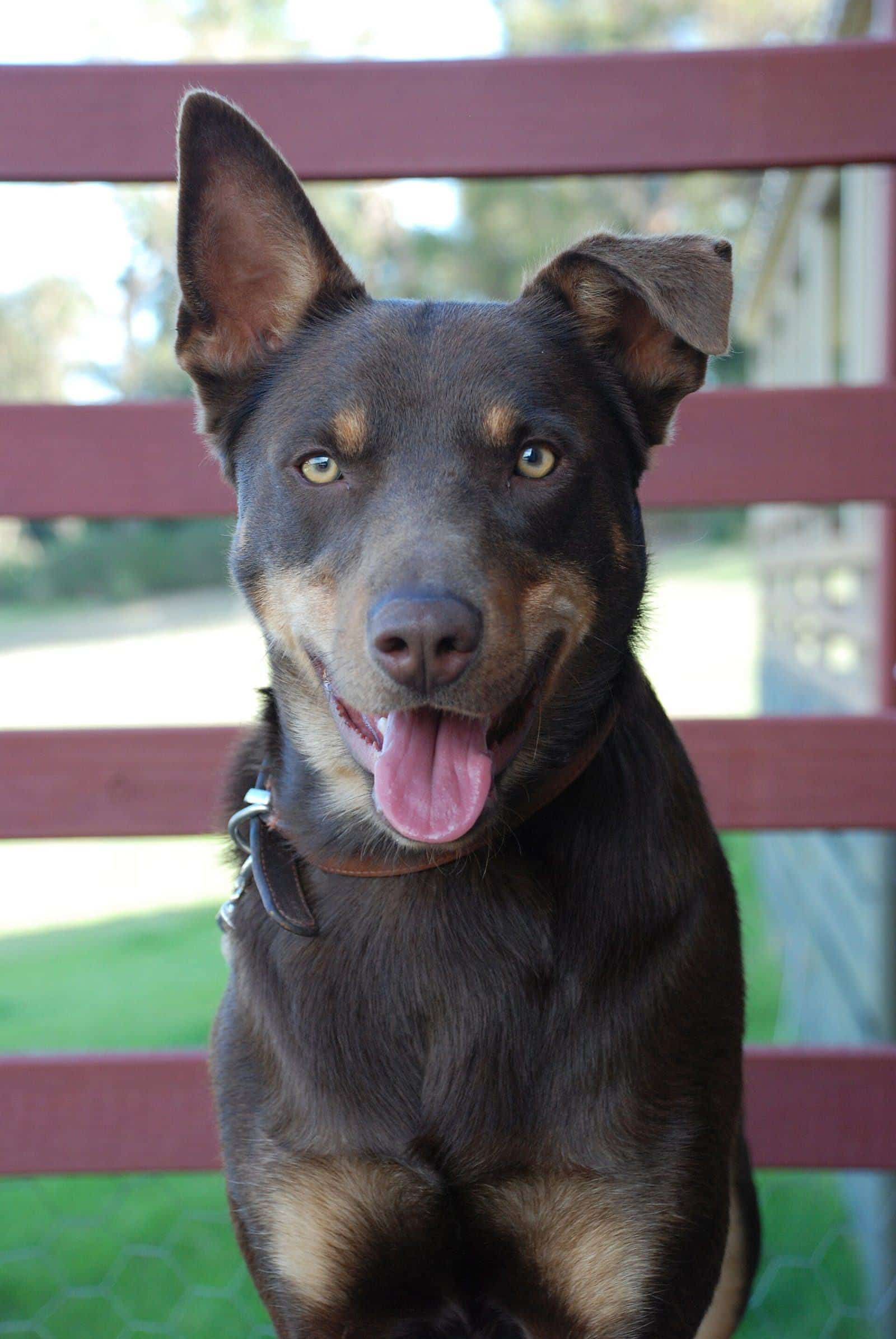 An Australian Kelpie sitting and looking at the camera