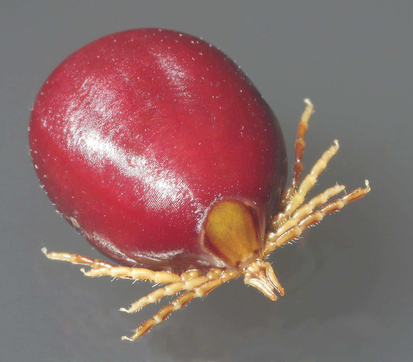An engorged female paralysis tick, Ixodes holocyclus