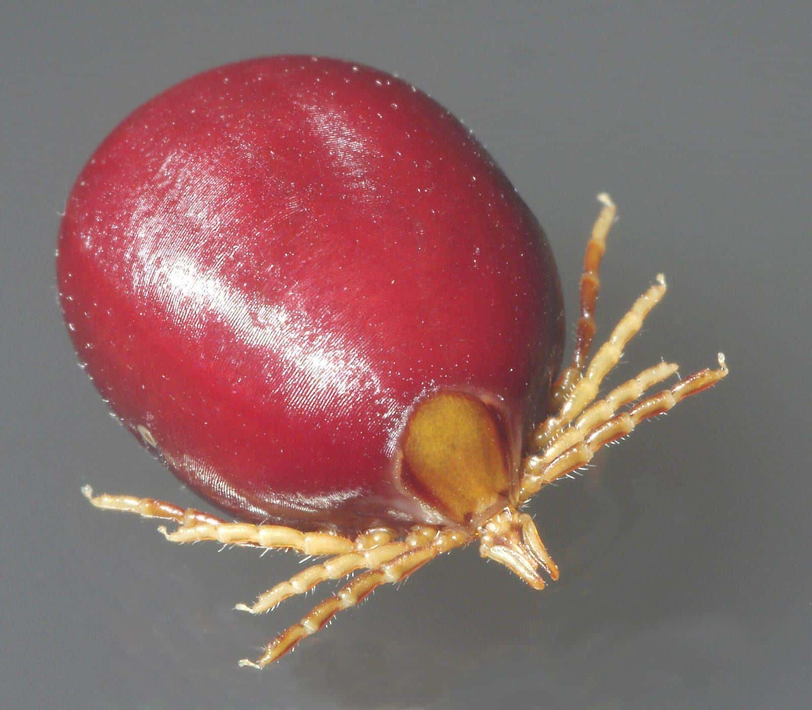 An engorged female paralysis tick, Ixodes holocyclus