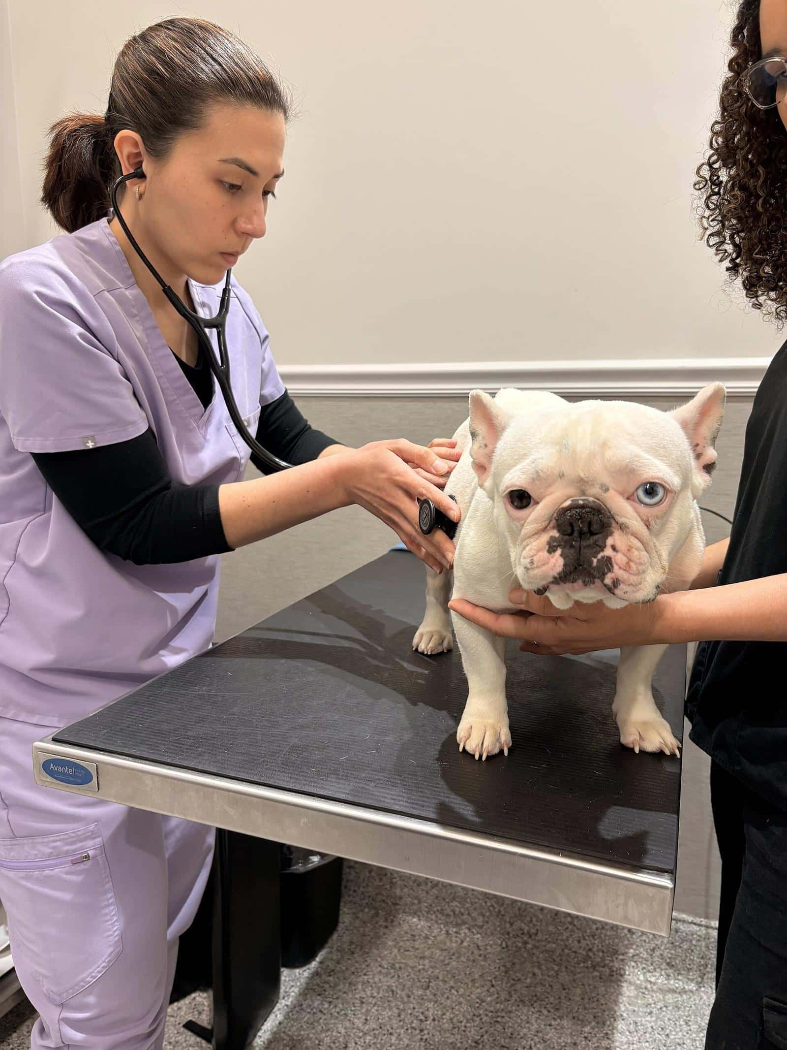 A vet examining a white dog with a stethoscope