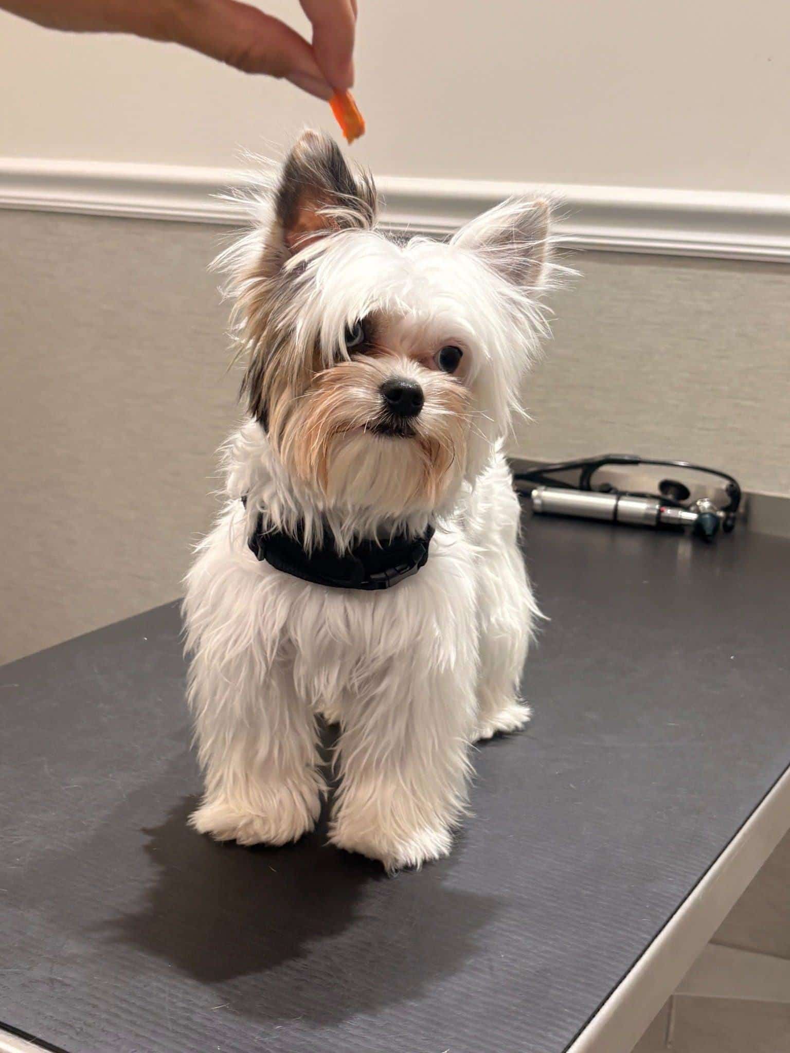 A small dog at a veterinary clinic watching a treat