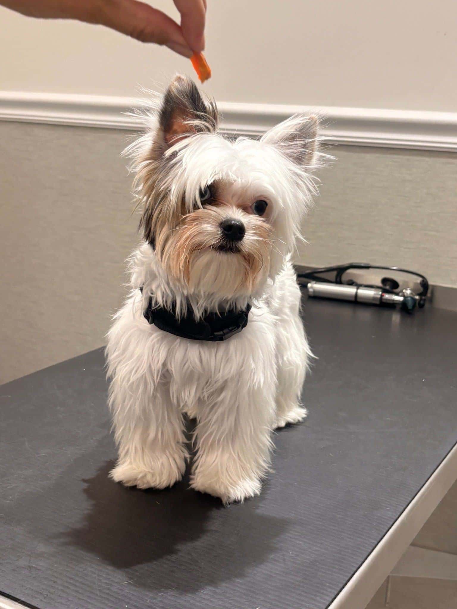 A small dog at a veterinary clinic watching a treat